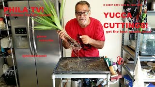 YUCCA CUTTINGS PROPAGATING AND ROOTING WITH GREAT SUCCESS IN JUST 10 WEEKS ON PHILA TV [upl. by Abbotson262]