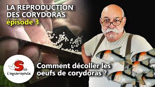 Comment décoller des œufs de corydoras  La reproduction des corydoras  épisode 3 avec Jean Michel [upl. by Ethban795]