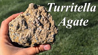 We Went to the Original Turritella Agate Site Hunting for Amazing Turritella Agate on my Birthday [upl. by Annawot]