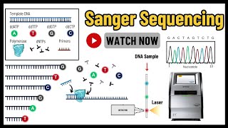 Sanger Sequencing Comprehensive Guide to Principles Techniques amp Applications  Molecular Biology [upl. by Orozco301]