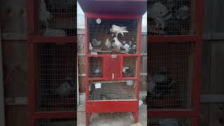 Pigeons Feeding in the coop  Pigeons Lovers [upl. by Ebba]