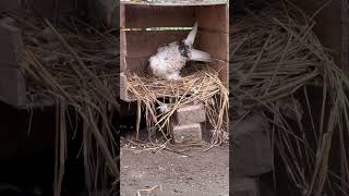 Frillback Pigeon on Eggs frillbackpigeon pigeon pigeononeggs pigeonbird [upl. by Thomasin689]