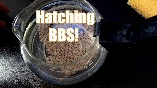 Hatching baby brine shrimp in a coffee pot [upl. by Leelah535]