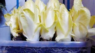 How to grow chicoryendive at home indoors 🌱 [upl. by Augusta784]