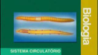 Biologia  Sistema Circulatório  Parte 1  2 [upl. by Nihahs]