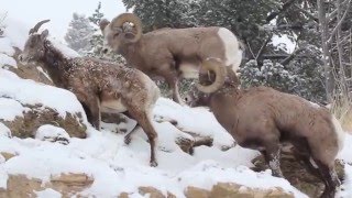 Yellowstone National Park bighorn sheep December 14th 2015 [upl. by Talie]