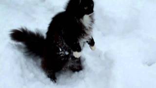 NeftysNorwegian forest cat in the snow [upl. by Egroeg445]