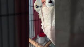 Early morning bermuda bird cockatoo Polly being Polly Noise [upl. by Notniw]