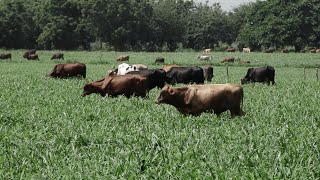 Desarrollo de la ganadería en El Tortuguero duplica producción de leche [upl. by Eineeuq703]