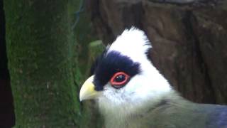 white crested turaco sings [upl. by Lhok180]