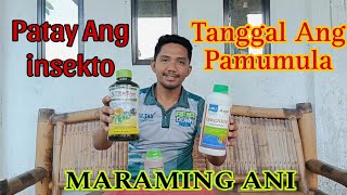 Mabisa Mura at Magaling na Systemic Foliar Fungicide Pamatay Insekto at Foliar Fertilizer [upl. by Giacobo]