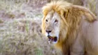 Lions Awake Wildlife with Ferocious Morning Roars  BBC Studios [upl. by Adnamar]