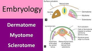 What is dermatome myotome amp sclerotome [upl. by Lessig107]