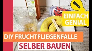 Genial Einfach Fruchtfliegenfalle selber bauen  Fruchtfliegen loswerden in 1 Minute [upl. by Zabrina]