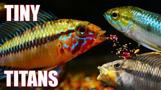 5 Apistogramma Dwarf Cichlids Everyone Should Keep [upl. by Yerok52]