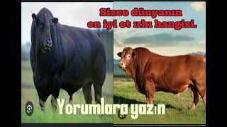 Dünyanın en iyi et ırkı danası size göre hangisi yorumlara yazınız [upl. by Attelrac]