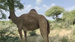 A camel is eating leaves of a tree in the forestcamel tharparkar youtubevideo [upl. by Onfre]