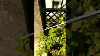 Jade plants cutting 🤗🥰topiary shape plants garden bonsai growing short ytshortsvideo nature [upl. by Flatto]