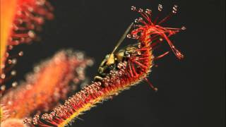 Drosera spatulata x capensis In Action [upl. by Nochur]