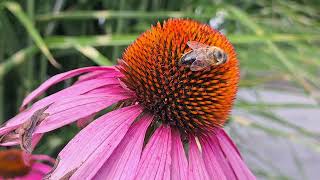 Bees on a coneflower  Echinacea  part 2 [upl. by Claudianus]