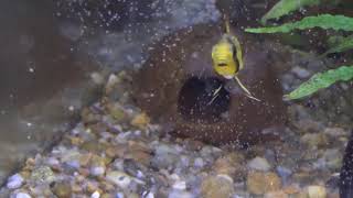 Apistogramma cacatuoides Orange Breeding Setup and Fry [upl. by Magnum323]