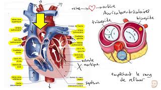 Le système cardiovasculaire [upl. by Ardnahs]