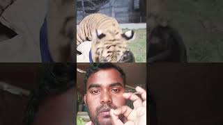 YouTube short video  tiger ka video trending short video  tiger bacchon ki ladai 🔥🔥🐅🐅🙏🙏🤣😭 [upl. by Lachance]