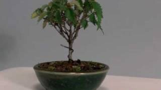 Zelkova bonsai tree ケヤキ F（けやき・欅）豆盆栽 樹高65cm [upl. by Nesila14]