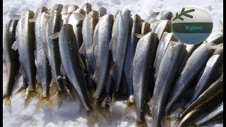 Smelt Fishing Kiapokok Bay [upl. by Etnoval338]