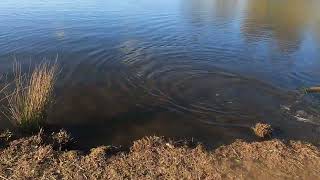 PB trout Ben Chifley dam fishing Bathurst NSW [upl. by Nalad]