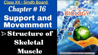 Class 12 Biology  Chapter  16 Support and Movement  Structure of Skeletal Muscle  Sindh Board [upl. by Leinahtan277]