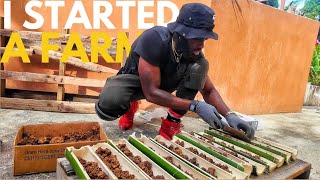 I STARTED A FARM IN JAMAICA [upl. by Torosian]