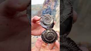 Hidden Secrets in Fossil Rocks [upl. by Zola709]