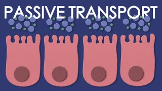 Passive transport diffusion and osmosis [upl. by Atterbury110]