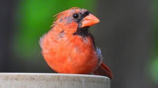 Spike Jr is growing up quickly Watch him enjoy some fresh safflower for an early brunch [upl. by Keverne733]