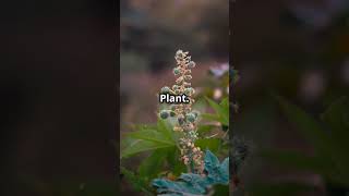 Top 5 Most Poisonous Plants You Should Avoid [upl. by Aleacem]