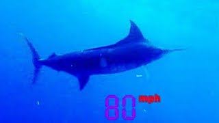 Black Marlin The Fastest Fish on the Planet  Ultimate Killers  BBC Earth [upl. by Ataner]