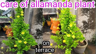 how to grow and care of allamanda vine plant  care of golden trumpet vine [upl. by Eecyal]