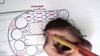 Myology  Skeletal Muscle Contraction [upl. by Aniweta]