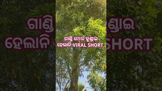 Galgala lage gandi mor kundai helani odia viral songviral short 202425 [upl. by Aivek809]