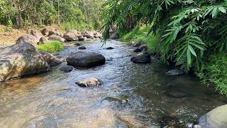 Sleep Peacefully with Soothing River Melodies in the Bamboo forest  Melodious Soft Babbling Water [upl. by Aenal]