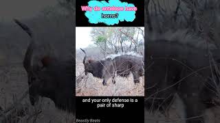 Top Wildlife Expert Reveals Antelope Horn SECRETS animals animal facts [upl. by Laurice]