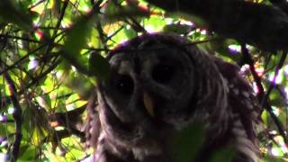 Barred Owl hooting then looking at camera [upl. by Zetrac]