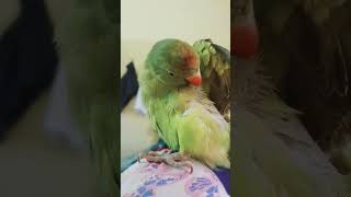 Kaun aaya hai birds funny talkingparrottalkingparrot shortvideo [upl. by Kone292]