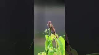 Scaly Breasted Munia birds munia struggle balance wind viewfromthetop backyardwildlife 4k [upl. by Audly]