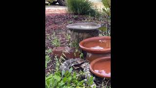 Bobtail Lizards aka Shingleback Lizards [upl. by Isidora]