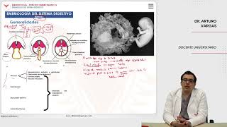 Embriología Desarrollo del sistema digestivo Embriología del sistema digestivo [upl. by Admama3]