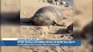 DLNR employee remains on the job after deadly monk seal attack involving her dogs [upl. by Orlina]