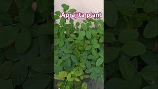 Beautiful flower plant gardening plants outdoorplants nature youtubeshort [upl. by Lexy]