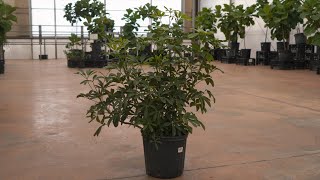 Schefflera Arboricola  greengate Garden Centres [upl. by Eleon]